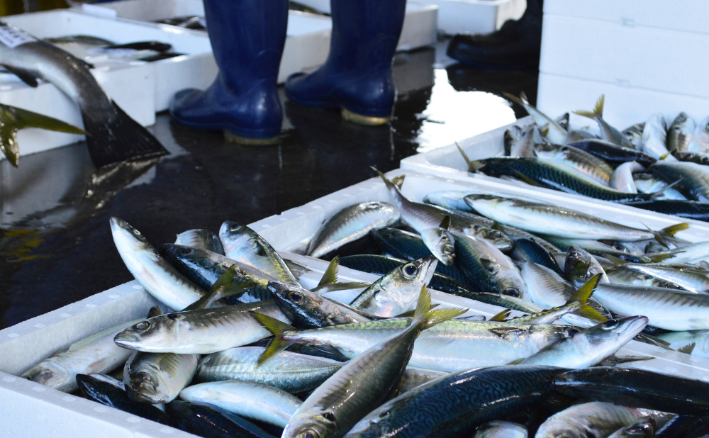 海の目利きたちが世界に誇る豊後水道の魚市場 ふるさとlovers