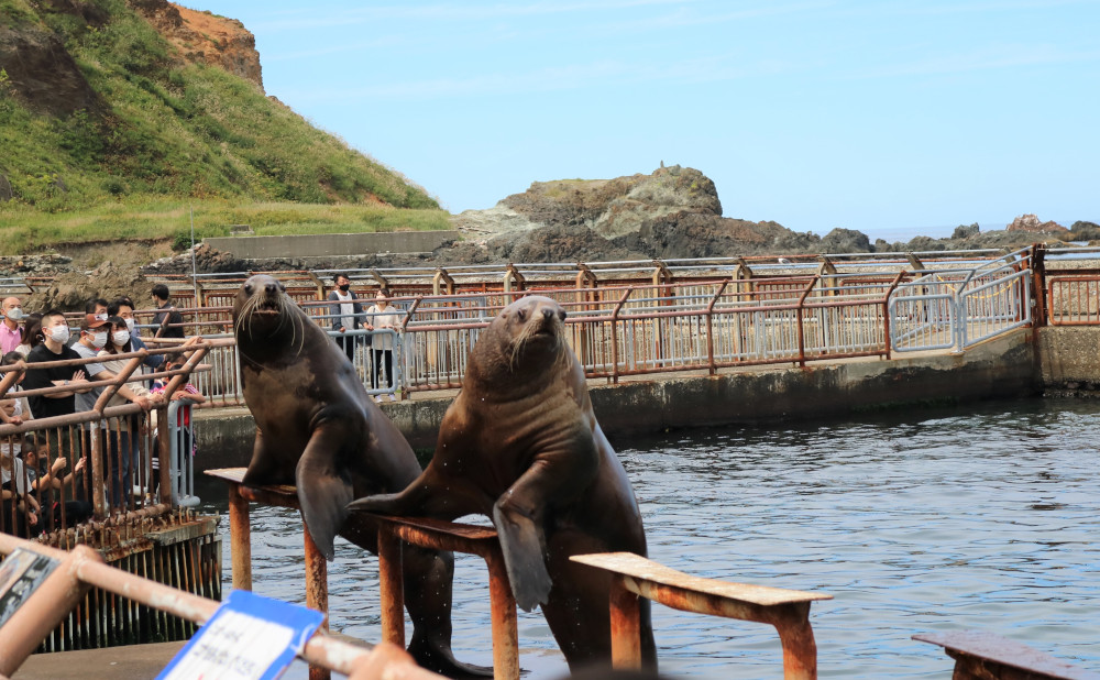 “海獣”飼育頭数日本一を誇る「おたる水族館」